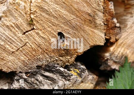 Abeille Bumble en bois Banque D'Images
