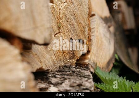 Abeille Bumble en bois Banque D'Images