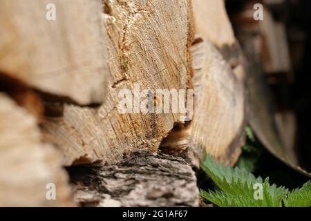 Abeille Bumble en bois Banque D'Images