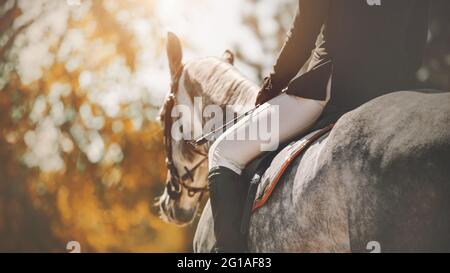 Vue arrière d'un cheval gris pommier avec un cavalier dans la selle, qui marche dans le parc sur le fond du feuillage d'automne des arbres par une journée ensoleillée. Banque D'Images