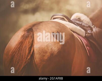 Vue arrière de la bosse d'un cheval de l'ostrére avec un symbole de coeur rasé dessus. Et à l'arrière du cheval se trouve une selle en cuir et un selleth rose, malade Banque D'Images