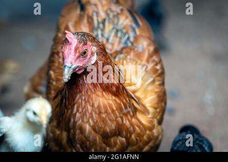 Mère poule avec bébé poussins se nourrissant dans la cour rurale. Banque D'Images