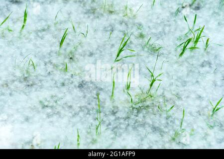 Le peuplier fluff sur l'herbe, le début de la saison des allergies. Arrière-plan, mise au point sélective Banque D'Images