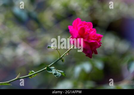 Fleur de rose sur la plante. Banque D'Images