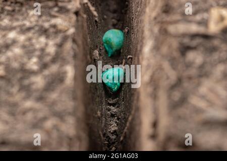 Semences de maïs traitées plantées dans le sol. Agriculture de précision, agriculture et agriscience Banque D'Images