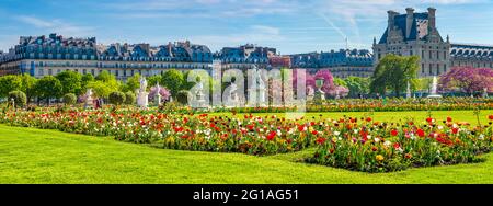 Vue panoramique sur le parc des Tuileries et le Louvre avec fleurs, statues, fontaine et cerisiers en fleurs en avril - printemps à Paris, France. Banque D'Images
