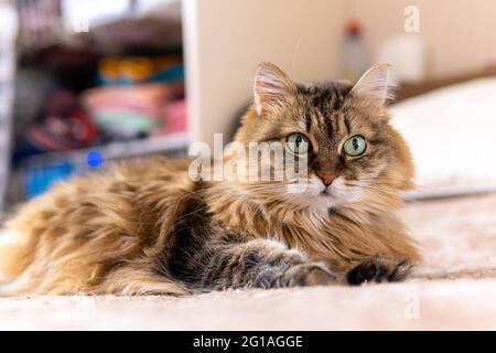 gros plan d'un chat brun avec les yeux verts couchés sur un canapé Banque D'Images