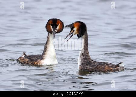 Deux grands grebes ont parlé du Kellersee. L'un parle et l'autre oiseau écoute l'intérêt. Banque D'Images