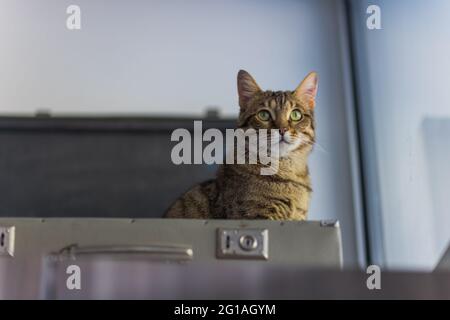 Cat dans une valise - Cat pose à l'intérieur des bagages de voyage - Bengale Cat Banque D'Images