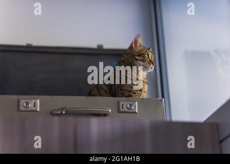 Cat dans une valise - Cat pose à l'intérieur des bagages de voyage - Bengale Cat Banque D'Images