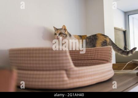 Un chat de Birman point de phoque, chaton de 4 mois, homme monte sur la poutre en bois sur le grenier sous le plafond incliné en placoplâtre Banque D'Images