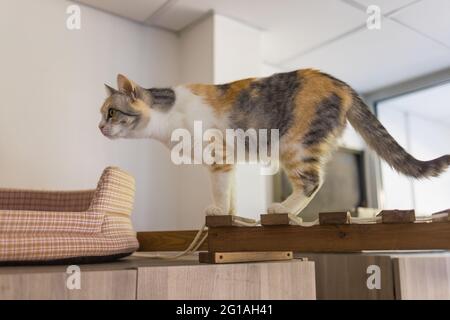 Un chat de Birman point de phoque, chaton de 4 mois, homme monte sur la poutre en bois sur le grenier sous le plafond incliné en placoplâtre Banque D'Images