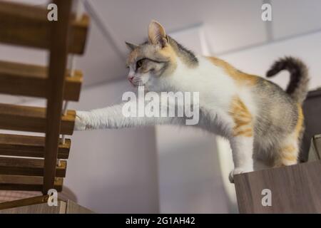 Un chat de Birman point de phoque, chaton de 4 mois, homme monte sur la poutre en bois sur le grenier sous le plafond incliné en placoplâtre Banque D'Images