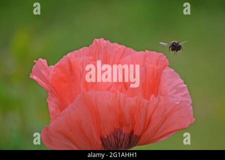Coquelicot oriental, Papaver orientale visité par une abeille Banque D'Images