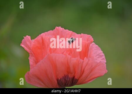 Coquelicot oriental, Papaver orientale visité par une abeille Banque D'Images