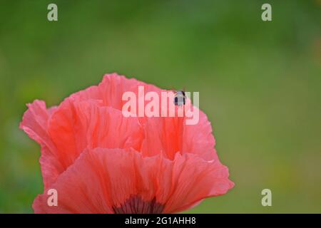 Coquelicot oriental, Papaver orientale visité par une abeille Banque D'Images