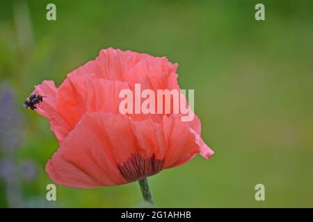 Coquelicot oriental, Papaver orientale visité par une abeille Banque D'Images