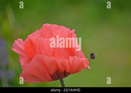 Coquelicot oriental, Papaver orientale visité par une abeille Banque D'Images