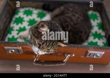 Cat dans une valise - Cat pose à l'intérieur des bagages de voyage - Bengale Cat Banque D'Images