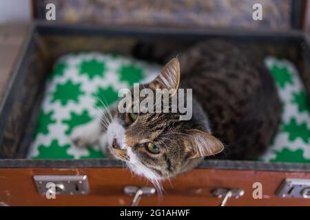 Cat dans une valise - Cat pose à l'intérieur des bagages de voyage - Bengale Cat Banque D'Images