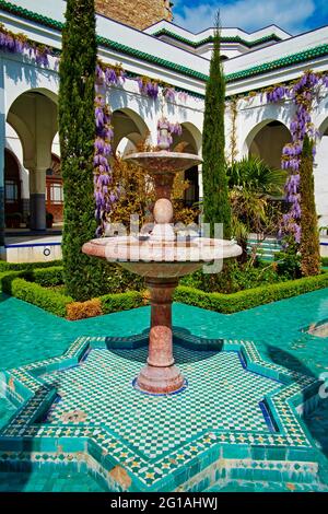 France, Paris, Mosquée de Paris, fleur de wisteria Banque D'Images