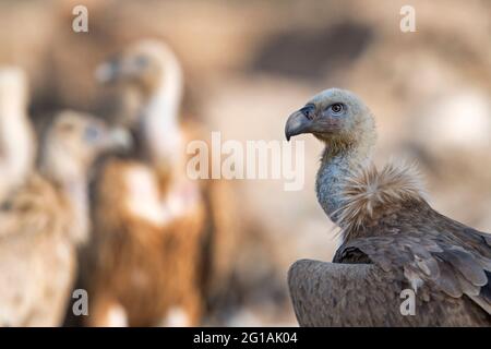 L'image de la vautour de Griffon (Gyps fulvus) a été prise au Rajasthan, en Inde, en Asie Banque D'Images