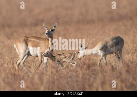 L'image de Blackbuck (Antilope cervicapra) au parc national de Velavadar, Gujarat, Inde, Asie Banque D'Images