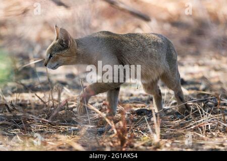 L'image du chat de la jungle (Felis chus) au parc national de Velavadar, Gujarat, Inde, Asie Banque D'Images