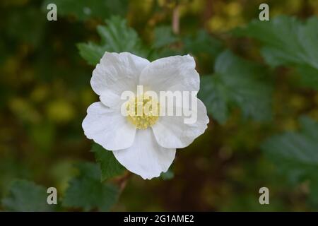Rose chien blanc (Rosa canina) avec copyspace Banque D'Images