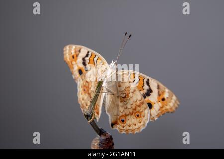 Gros papillon (Pansy bleue) sur une branche après avoir émergé de la chrysalide ou de la pupa. Photographie macro. Banque D'Images