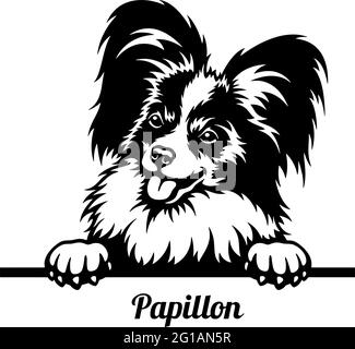 Papillon Peeking Dog - tête isolée sur blanc - vecteur Illustration de Vecteur