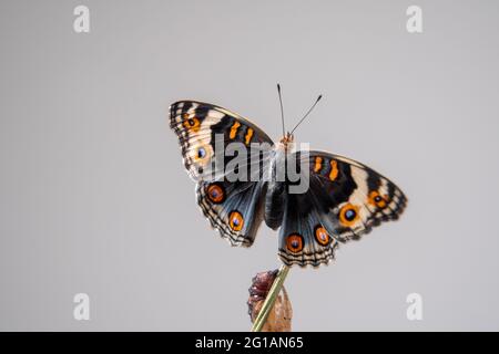 Gros papillon (Pansy bleue) sur une branche après avoir émergé de la chrysalide ou de la pupa. Photographie macro. Banque D'Images