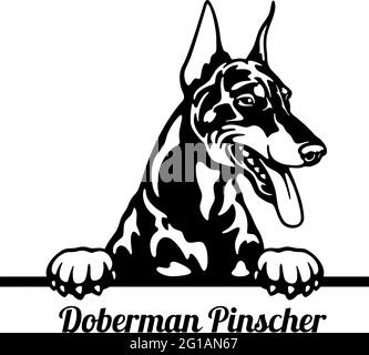 Doberman Pinscher chien de Pékin - tête isolée sur blanc - vecteur Illustration de Vecteur