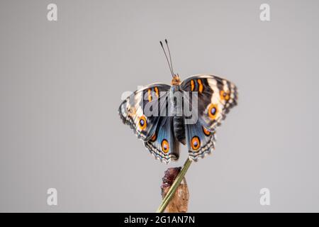 Gros papillon (Pansy bleue) sur une branche après avoir émergé de la chrysalide ou de la pupa. Photographie macro. Banque D'Images