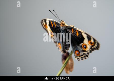 Gros papillon (Pansy bleue) sur une branche après avoir émergé de la chrysalide ou de la pupa. Photographie macro. Banque D'Images