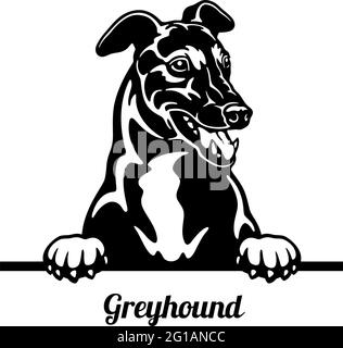 Chien de chasse Greyhound - tête isolée sur blanc - vecteur Illustration de Vecteur