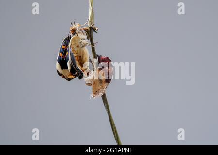 Gros plan de nouveau-né papillon de Pansy bleu éclosion de pupa ou de chrysalide. Papillon émergent de la pupa. Banque D'Images