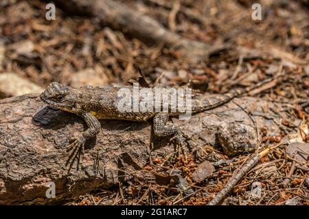 Lézard de clôture orientale assis sur une bûche d'arbre sur le sol se mélangeant dans ses environs à proximité lors d'une journée ensoleillée à la fin du printemps Banque D'Images