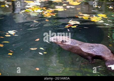 Gros plan d'une loutre à nez poilu nageant dans l'eau Banque D'Images