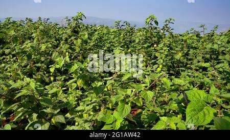 Cape Gooseberry, Rasbhari, Physalis peruviana, cerisier péruvien, baies de Goldenberry, fruits poussant sur des plantes vertes dans la ferme agricole Banque D'Images