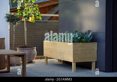 vue sur un lit surélevé en bois avec légumes sur un balcon / terrasse Banque D'Images