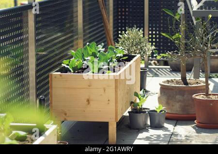 lit en bois auto-construit avec des plantes végétales sur une vraie terrasse de jardin Banque D'Images