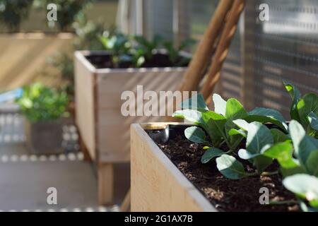 gros plan de jeunes légumes poussant sur des lits en bois faits à la main surélevés sur un jardin de balcon Banque D'Images