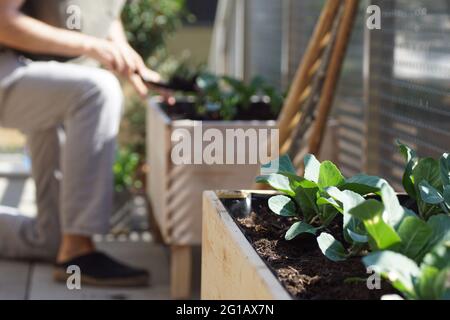 gros plan de jeunes légumes poussant sur des lits en bois faits à la main surélevés sur un jardin de balcon Banque D'Images