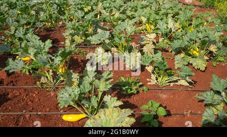 Vue grand angle montrant les courgettes jaunes, les légumes avec des fleurs et des feuilles vertes poussant dans une ferme agricole avec système d'irrigation goutte à goutte Banque D'Images