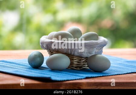 Les œufs de canard frais proviennent de produits agricoles naturels dans un panier en osier concept de saine alimentation. Fond en tissu bleu Banque D'Images