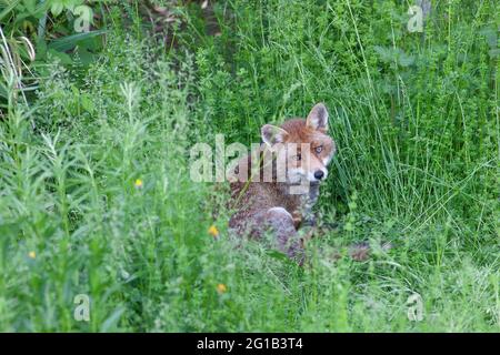 Londres, Royaume-Uni, 6 juin 2021: Un renard de chien passe son dimanche après-midi snoozing dans la zone de prairie d'un jardin de banlieue à Clapham. La maison du renard est au fond du jardin du photographe. Il avait deux petits cette année, mais son compagnon n'a pas été vu depuis qu'ils sont nés. Un cub a été trouvé mort dans le jardin, l'autre n'a pas été vu depuis une semaine. Anna Watson/Alay Live News Banque D'Images