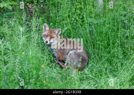 Londres, Royaume-Uni, 6 juin 2021: Un renard de chien passe son dimanche après-midi snoozing dans la zone de prairie d'un jardin de banlieue à Clapham. La maison du renard est au fond du jardin du photographe. Il avait deux petits cette année, mais son compagnon n'a pas été vu depuis qu'ils sont nés. Un cub a été trouvé mort dans le jardin, l'autre n'a pas été vu depuis une semaine. Anna Watson/Alay Live News Banque D'Images