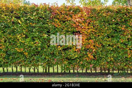 Haie de charme en automne (Carpinus betulus) Banque D'Images