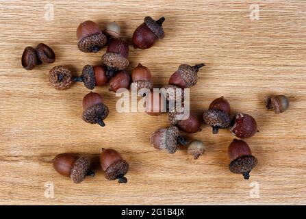 Acorns sur des planches de bois de chêne rouge américain massif pour le concept industriel dans la vue de cluse vers le haut Banque D'Images